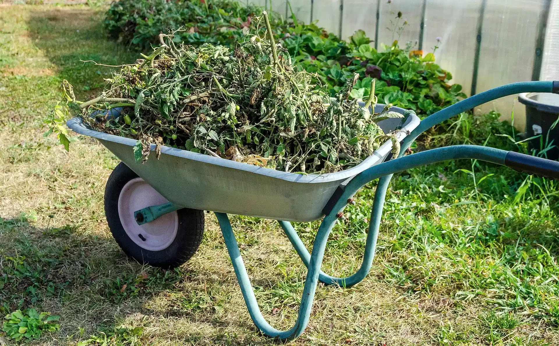 Garden,Wheelbarrow,With,Plant,Residues,Next,To,The,Greenhouse,In