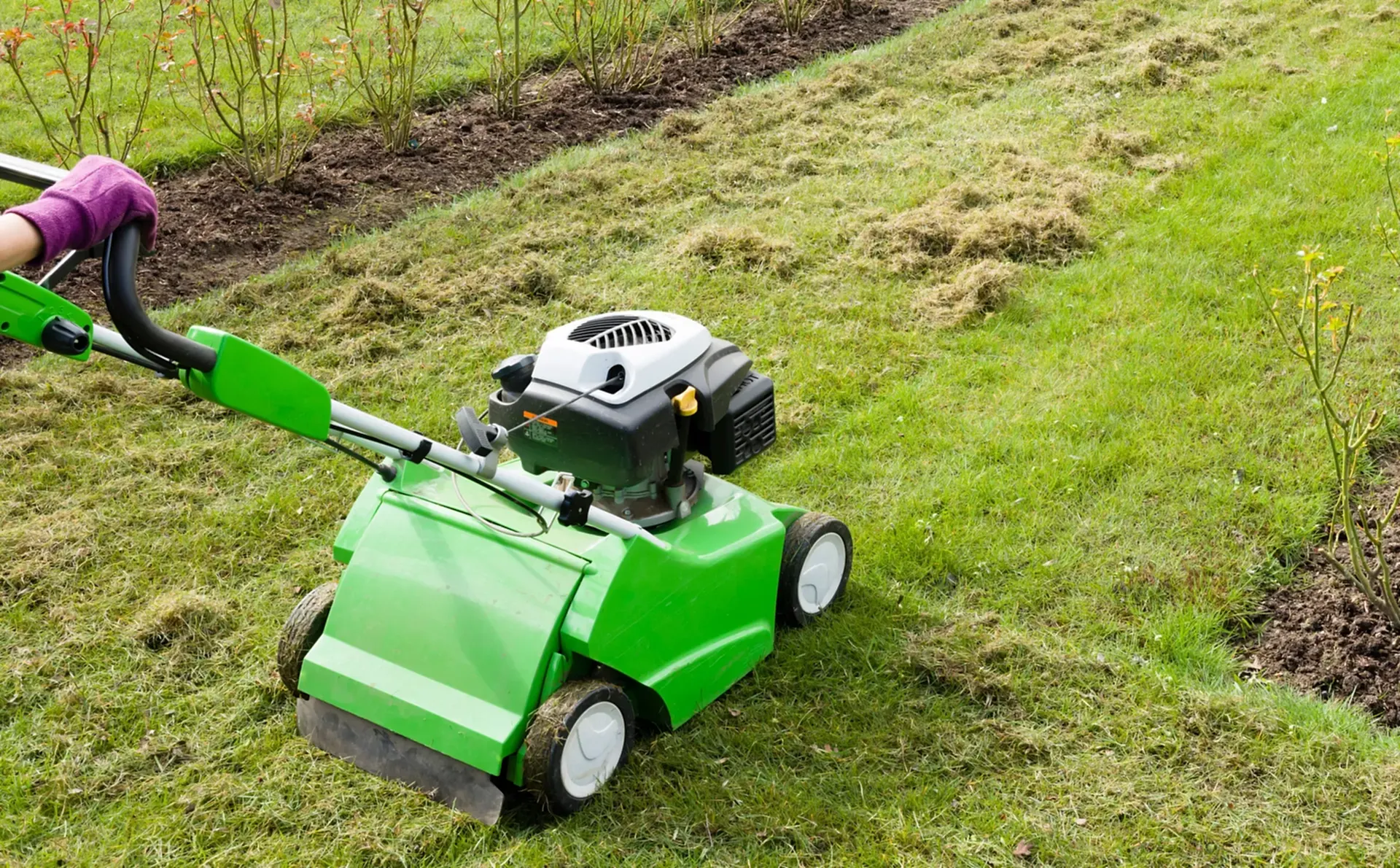 Woman,Scarifying,A,Garden,Lawn,With,A,Scarifier.,Scarification,Of