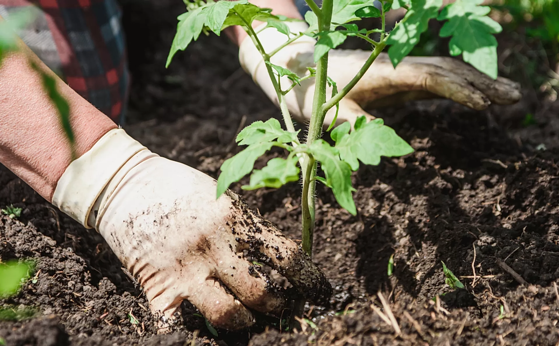 Old,Woman,Inserts,Saplings,Of,Tomatoes,In,The,Ground,In