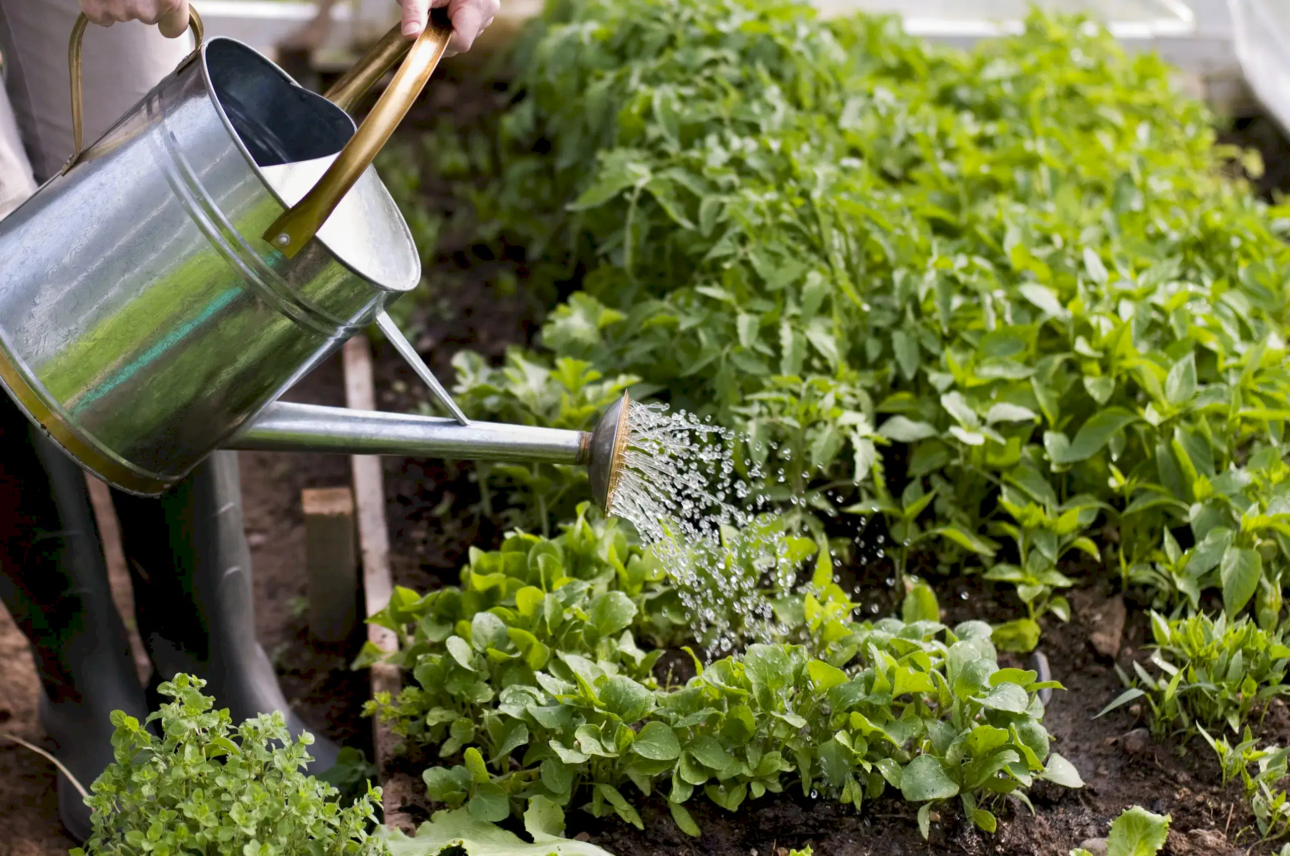 Young,Woman,Watering,Plants,In,Glasshouse,Close,Up